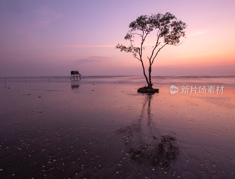 黎明时孤独的栎树，天江省Tan Thanh海滩